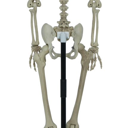 Halloween Skelet Op Standaard 1,55m