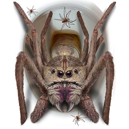 Halloween koristelu wc hämähäkki