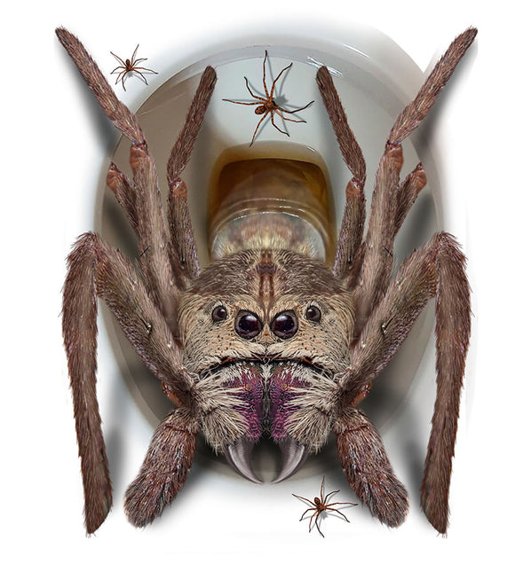 Halloween koristelu wc hämähäkki