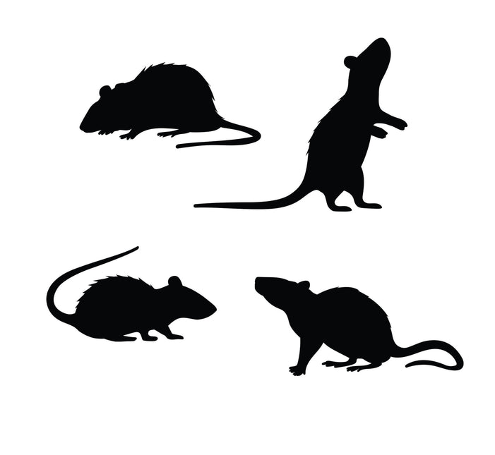 Halloween pöytä koristelu rotat