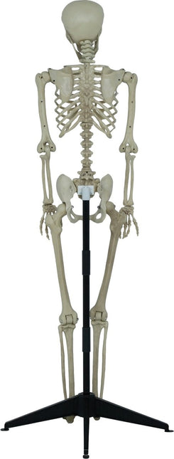 Halloween Skelet Op Standaard 1,55m van Fiestas Guirca koop je bij Partywinkel