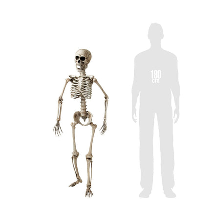 Halloween Skelet Wit 1,6m van Widmann koop je bij Partywinkel
